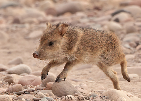 Javelina piglet, Javy, running around in the desert #4--9195