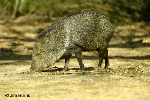 Javelina feeding