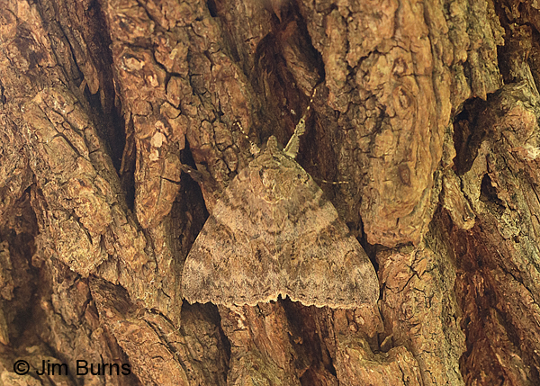 Jessica Underwing Moth, Arizona
