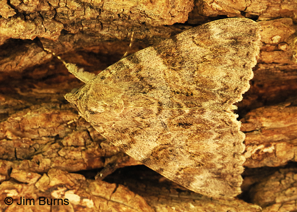 Jessica Underwing Moth dorsal close-up view, Arizona