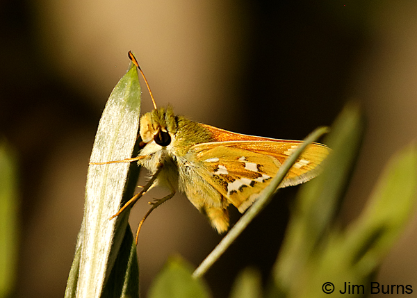 Juba Skipper, Oregon--0053