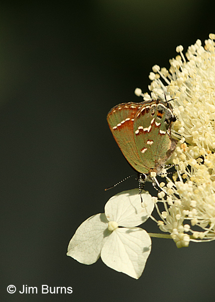 Juniper Hairstreak (Olive) on Queen Anne's Lace, Missouri