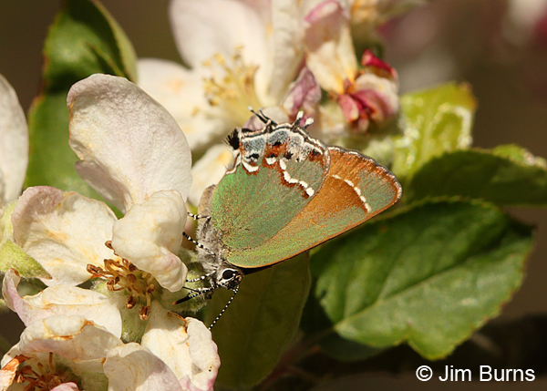 Juniper Hairstreak (Siva), Arizona