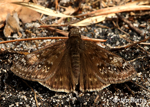 Juvenal's Duskywing, Florida
