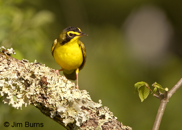 Kentucky Warbler male and lichen