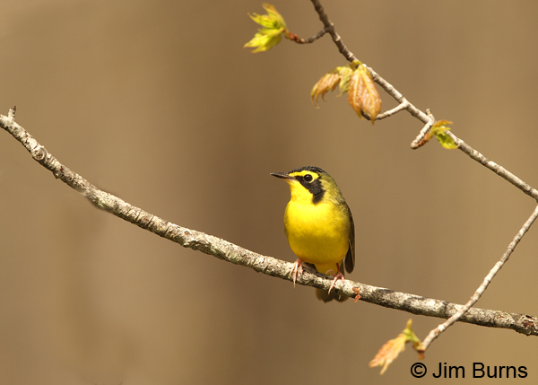 Kentucky Warbler male and new leaves
