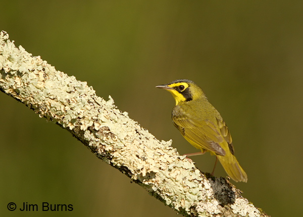 Kentucky Warbler male dorsal view
