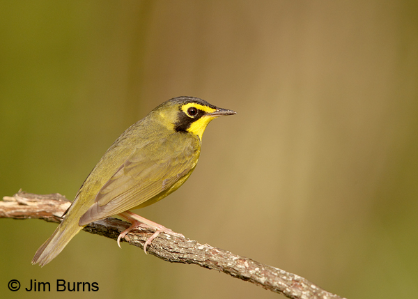 Kentucky Warbler male on branch