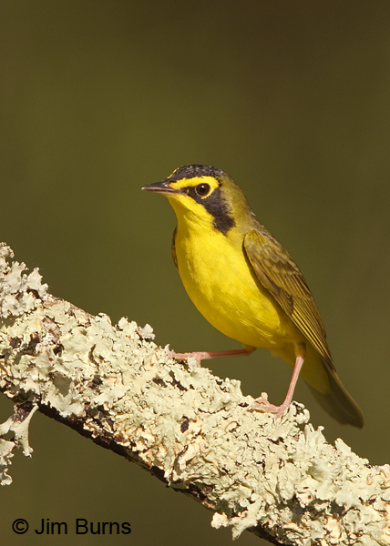 Kentucky Warbler male