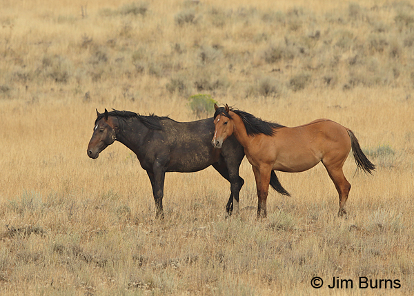 Kiger Mustangs, Oregon