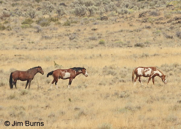 Kiger Mustangs grazing, Oregon