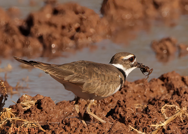 Killdeer with large spider--0114