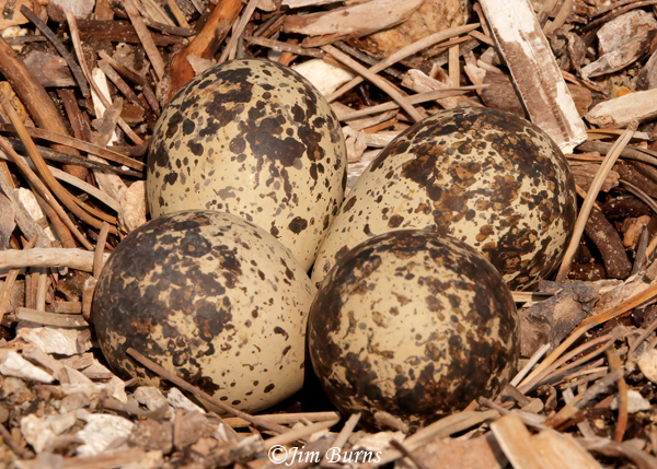Killdeer eggs in nest--1674