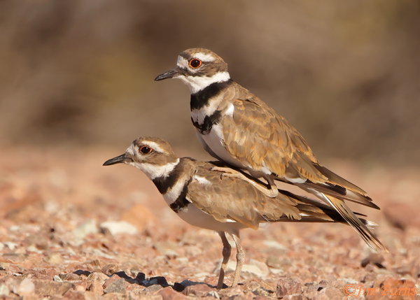 Killdeer copulation #2--7313