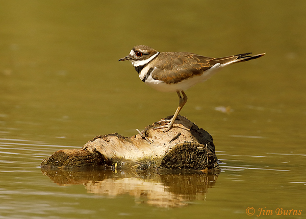Killdeer on stump--7474