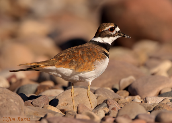 Killdeer in rocks--7961