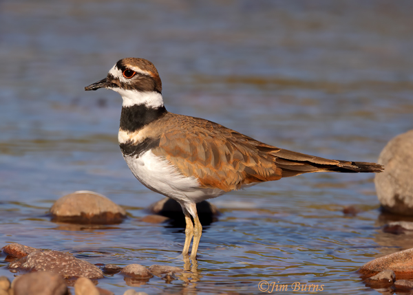 Killdeer foraging in water--7982