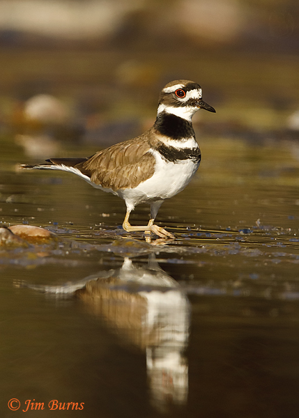 Killdeer--8238
