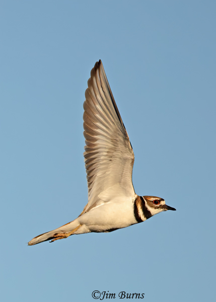 Killdeer in flight, ventral wing #2--9457