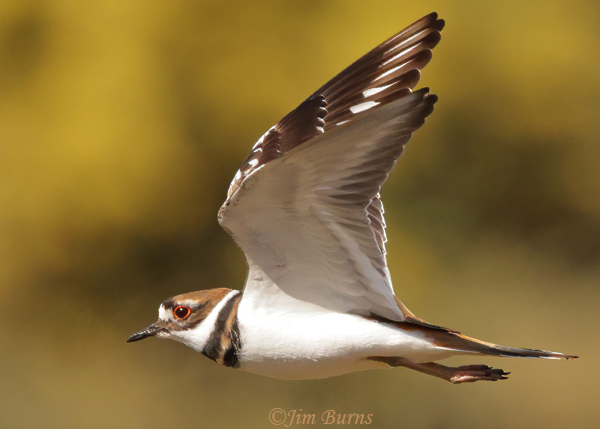 Killdeer in flight ventral wing--9884