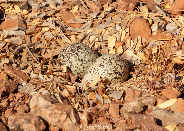 Killdeer eggs--3092