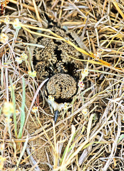 Killdeer fledgling camouflaged in flowers