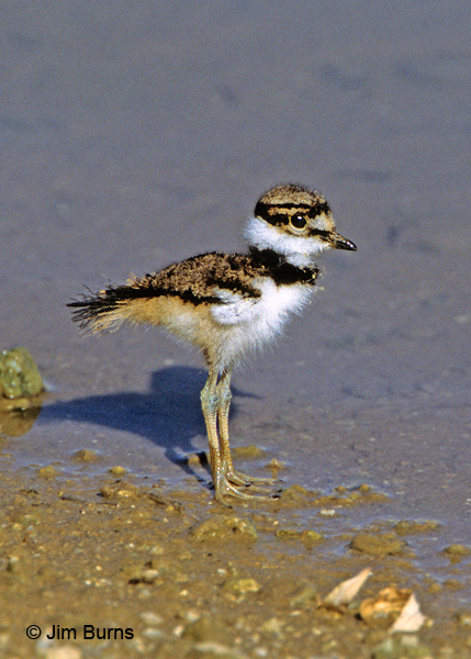 Killdeer fledgling