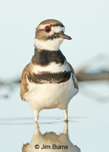 Killdeer ventral view