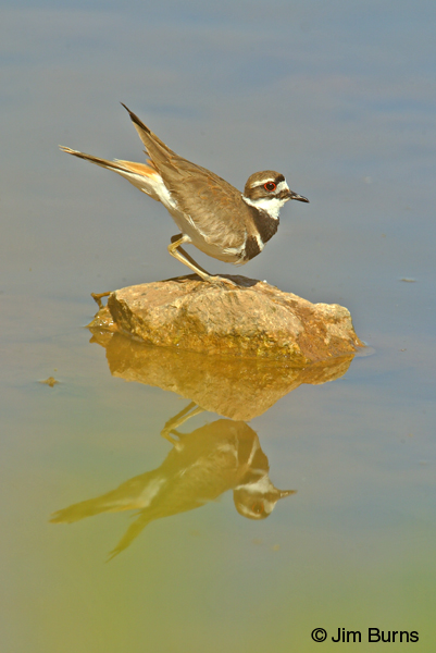 Killdeer female precopulatory posture