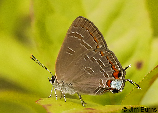 King's Hairstreak, Florida--9482