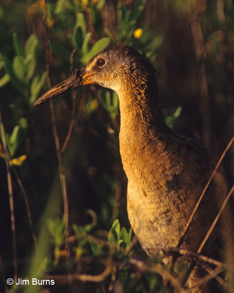 King Rail at sunset with mud on beak