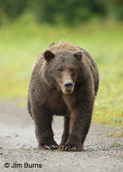 King of the Road 8845