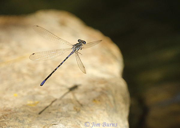 Kiowa Dancer male in flight, Maricopa Co., AZ, June 2019--5714