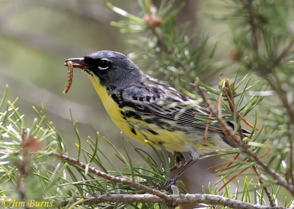 Kirtland's Warbler male with caterpillar for nestlings--6423