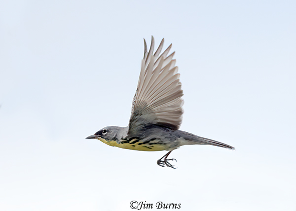 Kirtland's Warbler male in flight--6439