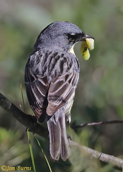Kirtland's Warbler male delivering caterpillar to nestlings--6525