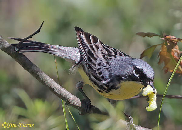Kirtland's Warbler male delivering caterpillar to female sitting on eggs--6529