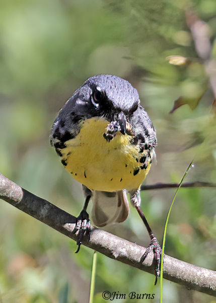 Kirtland's Warbler male with bee fly, avian Door Dash--6537