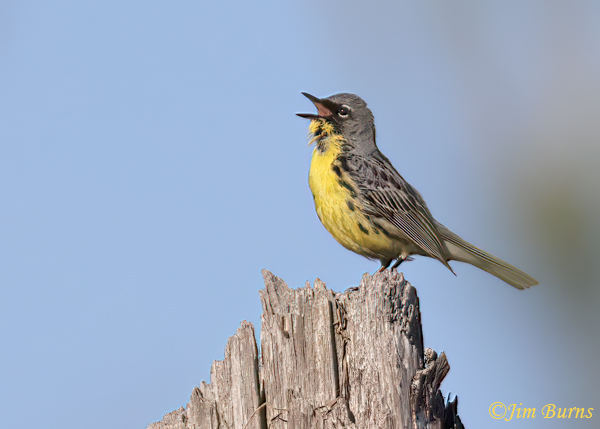 Kirtland's Warbler male singing atop snag--6736