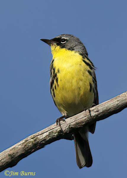 Kirtland's Warbler male--6740