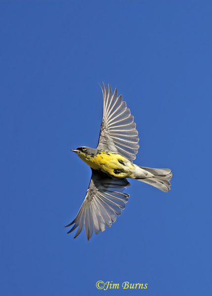 Kirtland's Warbler male in flight overhead--6754