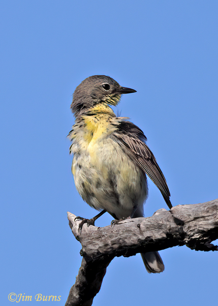 Kirtland's Warbler female preening--6825