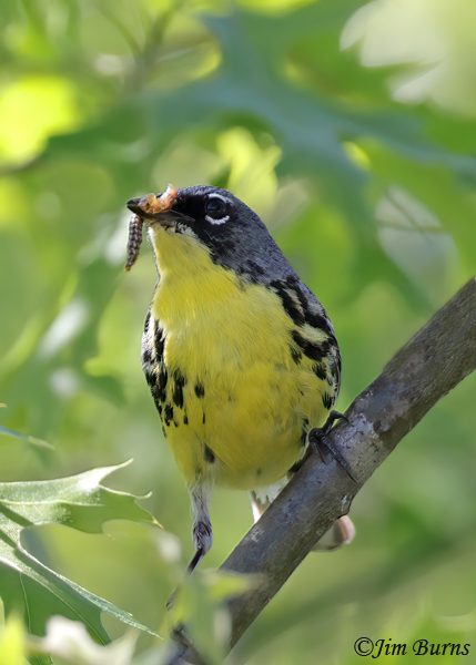 Kirtland's Warbler male, avian Door Dash #2--6895