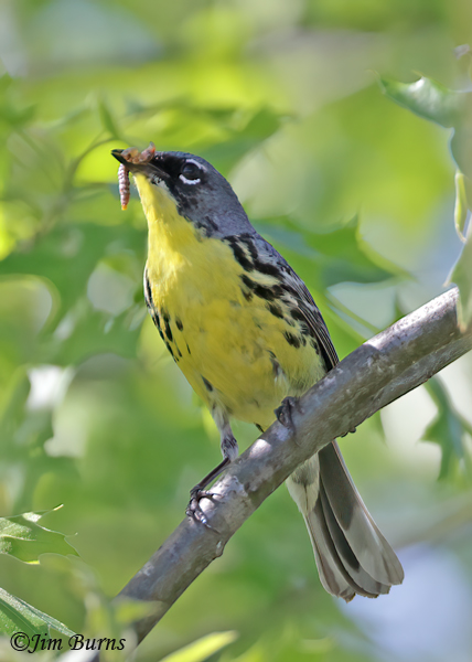 Kirtland's Warbler male, avian Door Dash #3--6901