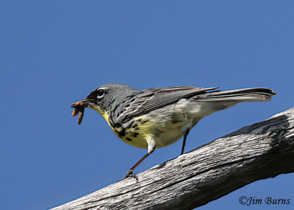 Kirtland's Warbler male, avian Door Dash #4--6926