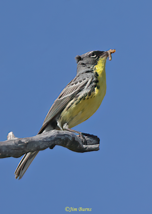 Kirtland's Warbler male, avian Door Dash #5--6941