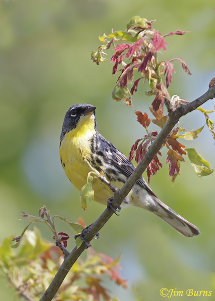 Kirtland's Warbler male in White Oak--7052