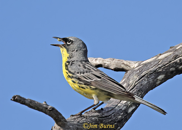 Kirtland's Warbler male singing with insect in beak--7309