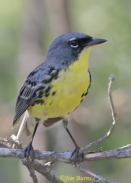 Kirtland's Warbler male portrait--7372