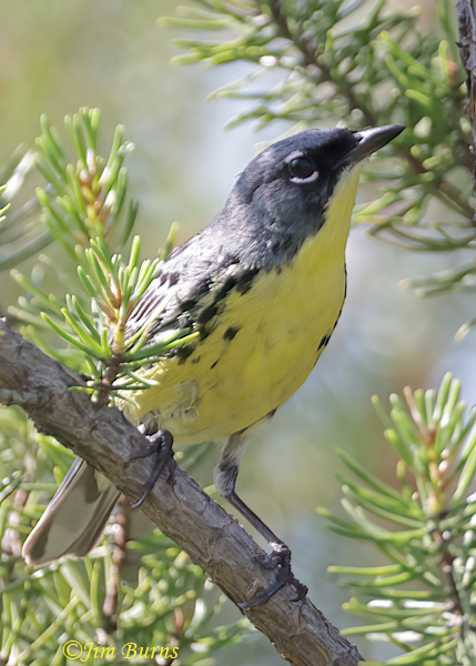 Kirtland's Warbler male in Jack Pine--7384